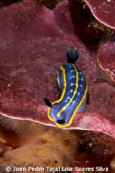 Hypselodoris tricolor (= H. midatlantica) shot aprox 13m ... by Joao Pedro Tojal Loia Soares Silva 